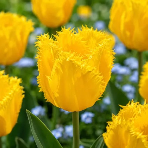 Tulipán Crystal Star – žltý strapkatý tulipán Tulipán Crystal Star – žltý strapkatý tulipán